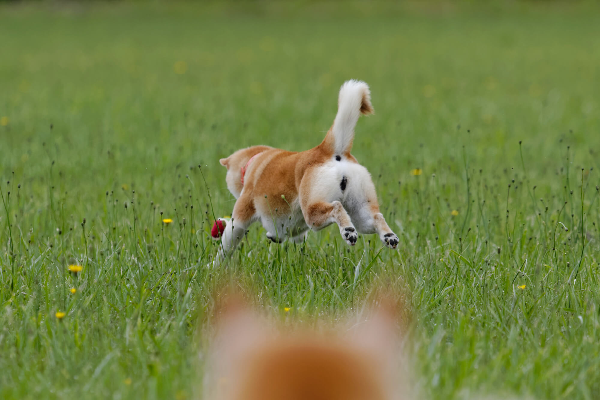 おしゃれで軽い犬用首輪の選び方とおすすめアイテムのランキングを紹介